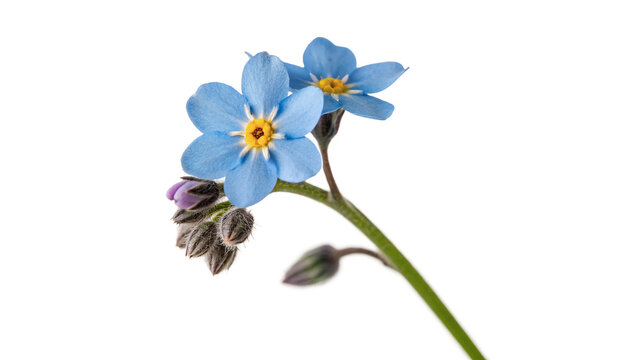 Small bunch of delicate blue forget me not flowers on stems isolated on transparent background cut out
