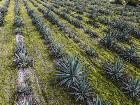 Aerial view of rows of blue agave plants in a field used for mezcal production in Santiago Matatlan, Oaxaca, Mexico.