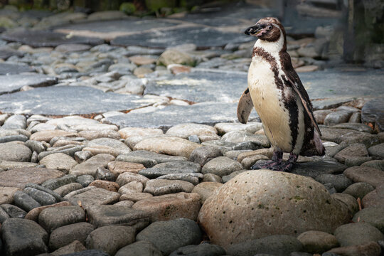 Prague Zoo