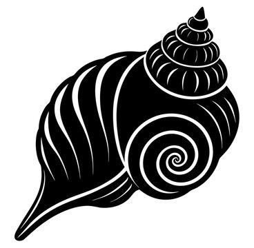 vector illustration of snail shell