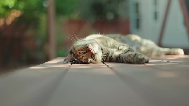 Tabby cat lying in sunny outdoor wooden deck