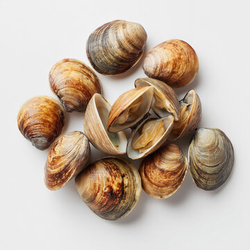 Fresh Raw Clams Shells Heap Top View