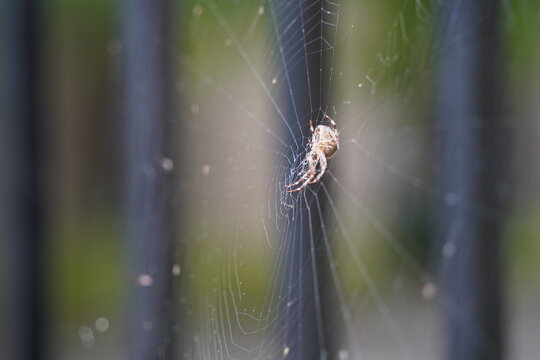 Orb-weaver spider resting on web with soft blurred background 