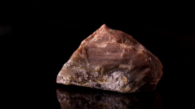 petrified wood