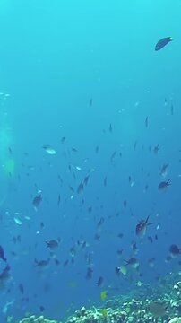 A large school of fish swimming in the ocean. The fish are of various sizes and colors, creating a vibrant and lively scene. The water is clear and blue, allowing the fish to be easily seen