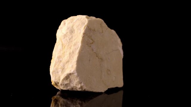 fusulinida fossil