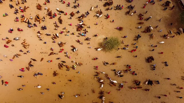 Drone footage of Maasai pastoralists trading cattle at the Kimana livestock market in Kenya, capturing livestock movement, traditional commerce and rural livelihoods.