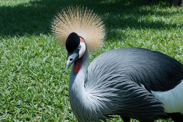 Fototapeta premium Grey crowned crane stands on green grass lawn. Elegant bird with golden crest, red throat pouch looks sideways. Beautiful wild animal with grey feathers, black head mask in natural habitat. Close up