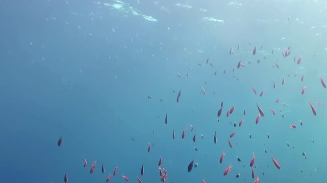 Numerous small, vibrant fish create a dynamic spectacle in the brilliant blue ocean. Schools of reddish-orange and darker marine life swirl playfully near coral formations.