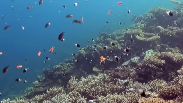 Discover an exquisite aquatic wonderland beneath the waves. Diverse fish species shimmer and glide around intricate coral structures in the pristine, sun-drenched ocean, a morning dream.