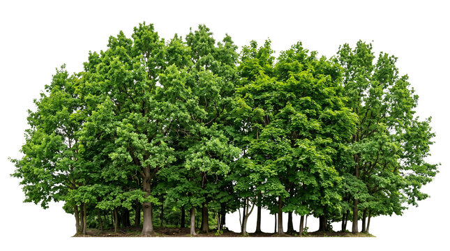 Lush green oak tree cluster, dense summer forest foliage, group of deciduous trees for architectural visualization and landscape design isolated PNG with Transparent Background