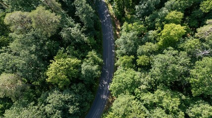 Obraz premium The Winding Forest Road Carving Through Dense Green Canopy from Above