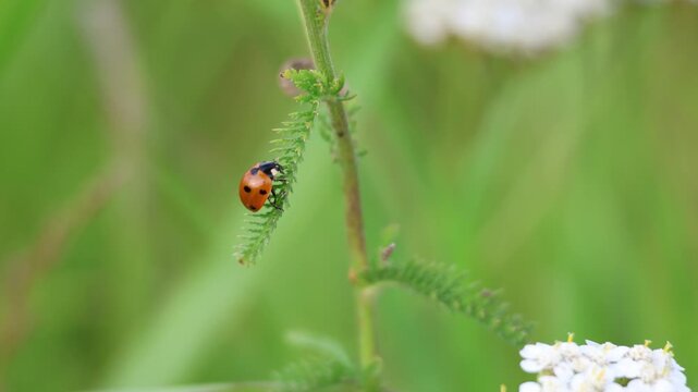 Ladybug hanging from a yarrow leaf in natural meadow vegetation