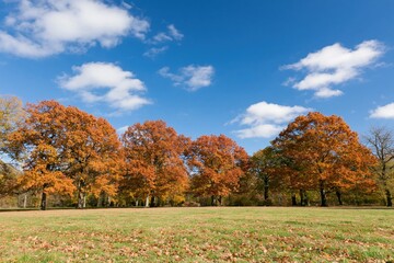 Obraz premium The Autumn Trees in a Sunlit Park Under a Clear Blue Sky
