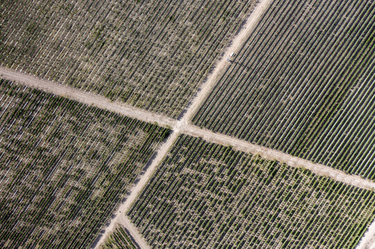 Aerial view of rows of grapevines in the vineyards of Parras de la Fuente, Coahuila de Zaragoza, Mexico.