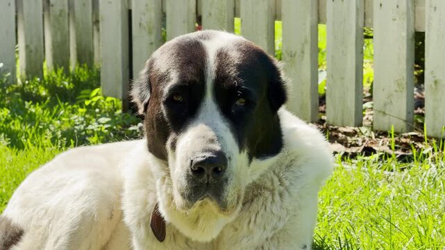 A large dog rests on green grass in a sunny yard. This peaceful portrait evokes a warm, cozy feeling of calm companionship and serene relaxation.