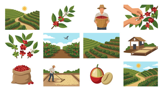 Set of Coffee Production Processes Vector Illustrations