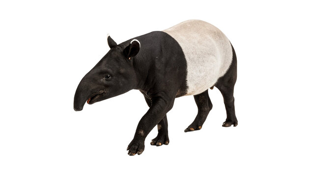 Wild malayan tapir animal standing portrait isolated on transparent background