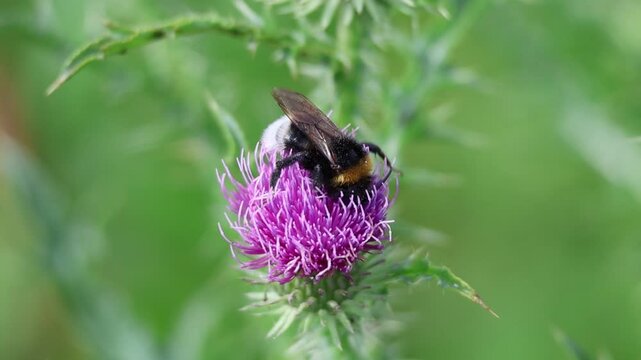 Bumblebee collecting pollen from purple thistle flower, slow motion
