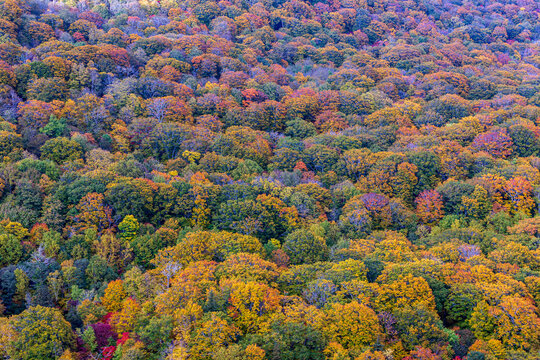 Forest in Iwate, Japan, displaying vibrant autumn foliage with a colorful panorama of red, orange, yellow and green trees.