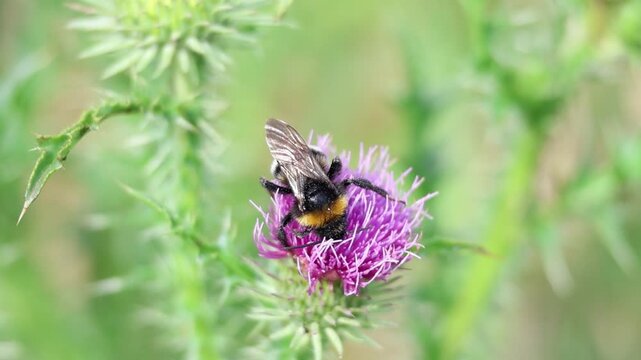 Bumblebee foraging on thistle in a wild meadow, slow motion