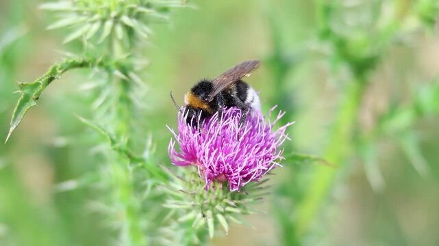 Bumblebee feeding on thistle nectar and collecting pollen, slow motion