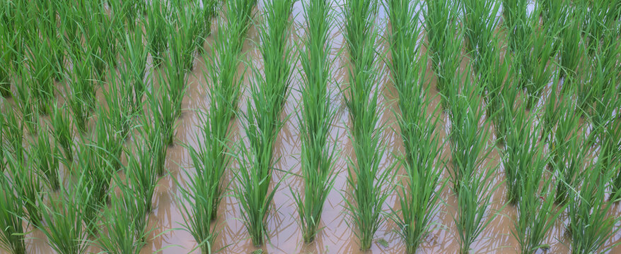 Young Rice Plants Growing in Flooded Paddy Field