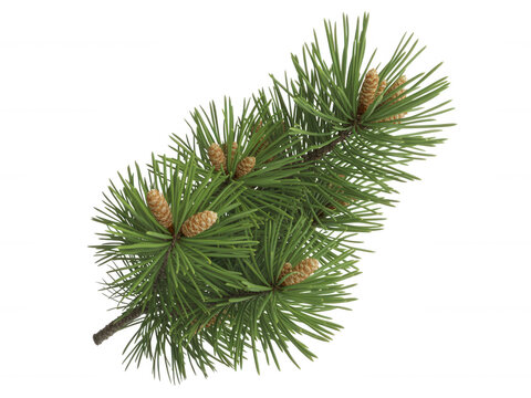 Fresh pine tree branch with small cones isolated on a transparent background for winter and nature design