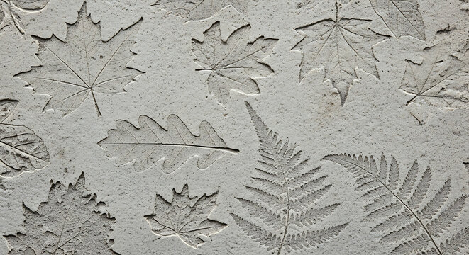 Detailed leaf imprint on a concrete texture pattern surface featuring a fossil arrangement of foliage in a grey cement finish