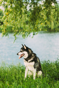 Husky Dog Sit In Summer Greeen Grass Near Lake
