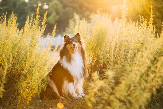 Tricolor Rough Collie, Funny Scottish Collie, Long-haired Collie, English Collie, Lassie Dog Sitting In Green Grass In Sunny Summer Evening. Portrait Dog