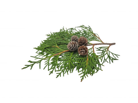 Small cedar branch with tiny brown pinecones isolated on transparent background for rustic natural forest elements
