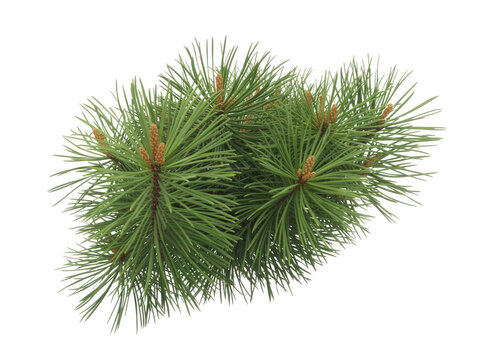 Fresh pine tree branch with small cones isolated on transparent background for seasonal decor and nature graphics