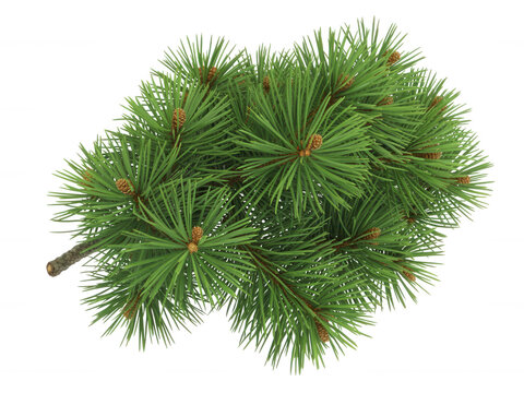 Fresh pine tree branch with small cones isolated on transparent background for winter and holiday graphic design