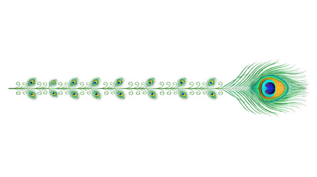 Symmetrical peacock feather divider with swirl motifs isolated on transparent background
