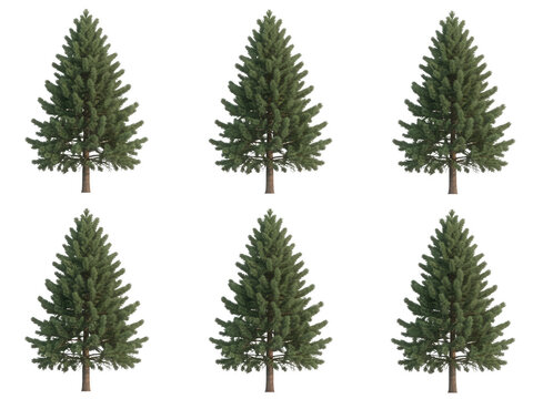 Multiple pine trees isolated on transparent background for landscape architecture and forest scene building