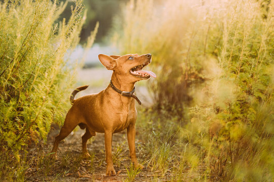 Brown Min Pin, miniature, pincher, Pinscher, Zwergpinscher Posing Outdoor In Sunny Summer Evening. Male Dog Pinscher Standing In Green Grass