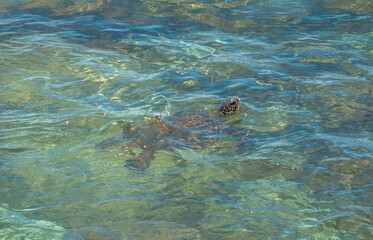 Fototapeta premium Green sea turtle (Chelonia mydas) swimming on the turquopise waters off Hoʻokipa Beach Park, Maui, Hawaii, USA