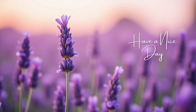 Have a Nice Day inscription - lavender flowers in soft warm light, bokeh. Greeting card.