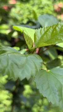 A vibrant green plant with fresh serrated leaves and new sprout emerging