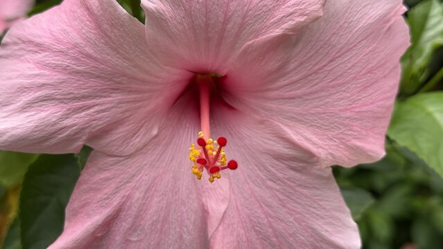 A vibrant pink hibiscus flower with prominent stamen in bloom