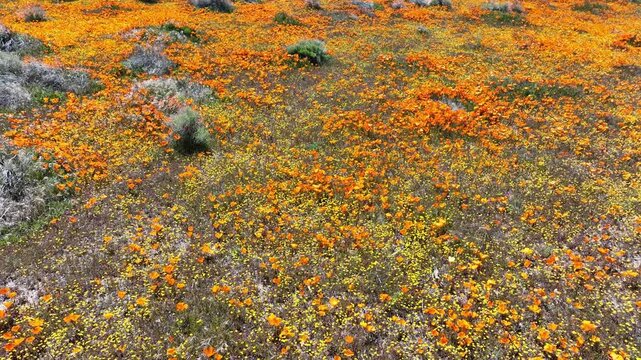 Antelope Valley Poppy and Goldfields Flowers Dolly R in Lancaster California USA