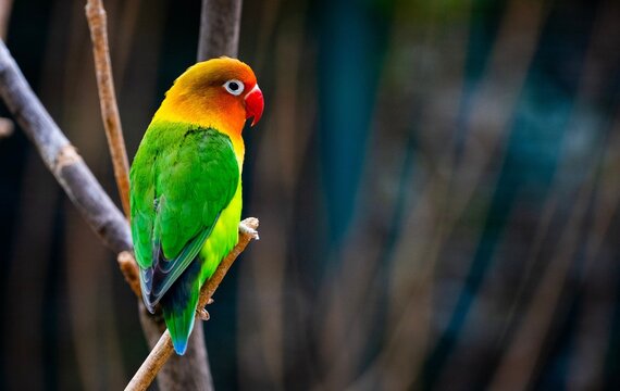 scarlet macaw parrot