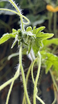 Close up of fuzzy plant stem and new leaves growing