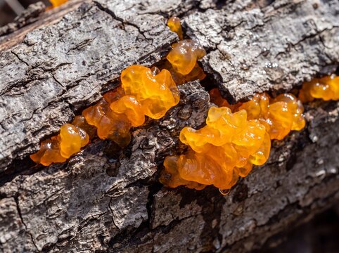 Vibrant Orange Jelly Fungus Clustered on Rough Bark of Fallen Log in Natural Woodland