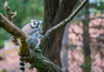 Naklejka premium lemur on tree