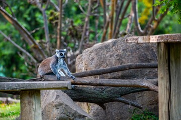 Naklejka premium ring tailed lemur catta
