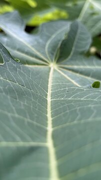 Detailed central vein of a large green papaya leaf