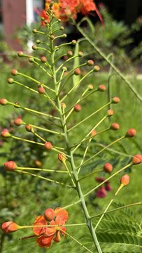 Developing plant stem with both open flowers and many young buds
