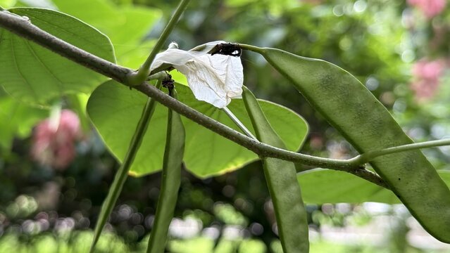 Dried white flower remaining on a branch with green seed pods